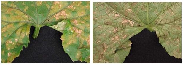 Downy Mildew Recommendations For Cucumbers